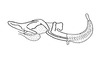 Ociotettix lubricus Amédégnato & Descamps, 1979: Fig. 145. endophallus, lateral view. (Otu).