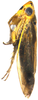 Habitus, lateral view: (Observation).