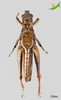 CollectionObject 2245790; Unioeste Cascavel K-0938, 3dbf2d79-42d6-4b8a-a344-9fa312596304: Female, ventral view. (CollectionObject).