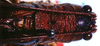 CollectionObject 1522336; 41b847a5-362f-40fd-a35a-e0f68e3fda96: male pronotum and stridulatory apparatus (holotype). (CollectionObject).