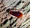 Methana marginalis (Saussure, 1864): (Otu).