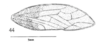 Forewing: !! display not done !! on Microcentrus caryae (Fitch, 1851): (Observation).