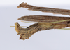 CollectionObject 1565267; e190b22c-154e-4800-b333-4256149f0ba8: Copyright ZMHB, Berlin. male: end of abdomen, lateral view (holotype). (CollectionObject).