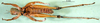 CollectionObject 1500980; 39cc1596-ac23-4fbf-b7e3-5a9482f2a819: male, ventral view (holotype). (CollectionObject).