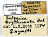 CollectionObject 1587176; MNHN(SF IMPORT DUPLICATE) MNHN-EP-EP1090, 6fbdf48a-8ae1-41f6-86e8-320e5793196c: CC BY-NC-ND 4.0/MNHN - Depraetere Marion - 2014. Non type, female. Specimen number: MNHN-EP-EP1090. http://coldb.mnhn.fr/catalognumber/mnhn/ep/ep1090. (CollectionObject).