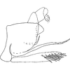 Pygofer, lateral view on Eualebra margaretannae Dietrich, 2013: Pygofer, lateral view. (Observation).