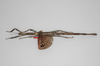 CollectionObject 1556975; b896c180-471c-4a8d-b0c1-e07fda41ccd0: copyright ZSMC, Munich. female, dorsal view (paratype). (CollectionObject).;CollectionObject 1556976; aea37043-5945-4aee-a93e-30b84a4defd9: copyright ZSMC, Munich. female, dorsal view (paratype). (CollectionObject).