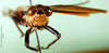 CollectionObject 1501235; 7839474d-ab4f-422e-8ca9-0d3d2719153a, DORSA BA000043S01: male, frontal view (holotype). (CollectionObject).