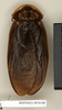 CollectionObject 1572963; b5252e25-f802-4d6e-97b7-a5859b4880bb: Copyright Natural History Museum, London. Non-type (adult male) in BM(NH). Dorsal view. (CollectionObject).