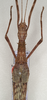 CollectionObject 1562779; 0308760d-8b97-4842-b88c-2ecb9afa9b5c: copyright QMBA. female; head and thorax (holotype). (CollectionObject).