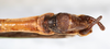 CollectionObject 1560947; NMW 155, 9755451c-0149-4e90-bc05-faf318fdcad6: copyright NMW, Vienna. male: end of abdomen, ventral view (holotype). (CollectionObject).