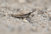 CollectionObject 1588175; 79c7e811-4e4e-4b74-8030-6877ad1efa1b: male (GR: Kos, island, near Kefalos). (CollectionObject).