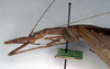 CollectionObject 1559830; NMW 233, 55a72bb1-ca7b-4d5d-a980-465311a8a6ab: copyright, NMW Vienna. female: head and thorax, lateral view (lectotype). (CollectionObject).
