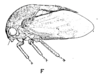 Habitus, lateral view on Monobelus fasciatus (Fabricius, 1798) now Monobelus biguttatus (Fabricius, 1803): (Observation).