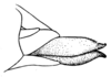 Zoumolampis bradleyi (Rehn, 1929): Pl. 1, Fig. 3 (after type). female abdomen tip, lateral view. (Otu).