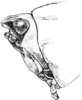 Nomotettix parvus Morse, 1895: Fig. 27. female, head, lateral aspect. (Otu).