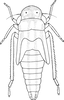 Nymph: !! display not done !! on Cofana Melichar, 1926: (Observation).