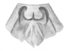 Ceuthophilus (Ceuthophilus) wasatchensis Hubbell, 1936: Fig. 13. epiphallus. (Otu).