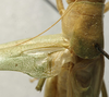 CollectionObject 1538890; 237a5ecb-9a9d-4725-9686-4905309c5e33: male stridulatory apparatus (lectotype). (CollectionObject).