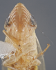 Head: !! display not done !! on Agudus sexmaculatus Linnavuori, 1959: Head. (Observation).