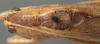 CollectionObject 1594719; 2ffdc3f2-ca5e-4a9d-9662-7a19607fab1c: male, dorsal view (paratype). (CollectionObject).