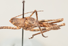 CollectionObject 1499291; edb45c71-d37c-433c-9649-cc16188ed88e: Male, dorsolateral view (holotype). (CollectionObject).