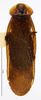 CollectionObject 1587141; MNHN(SF IMPORT DUPLICATE) MNHN-EP-EP1001, c16a6f6b-72c9-4ceb-965e-f128bb9984bd: CC BY-NC-ND 4.0/MNHN - Depraetere Marion - 2014. Non type, male. Specimen number: MNHN-EP-EP1001. http://coldb.mnhn.fr/catalognumber/mnhn/ep/ep1001. (CollectionObject).