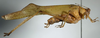 CollectionObject 1503503; 3d983e5e-5dd8-4a81-97e1-f2edc5a589ae: male, lateral view (holotype). (CollectionObject).