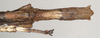 CollectionObject 1563489; NHMUK(SF IMPORT DUPLICATE) 845018, b77f256c-c908-4a52-b61b-a77a1be829c6: copyright natural History Museum, London. female: end of abdomen, ventral view (holotype). (CollectionObject).