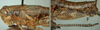 Melanoplus trigeminus Strohecker, 1963: female. (Otu).