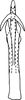 Aedeagus, ventral view on Arboridia (Arborifera) changlingensis Jiang, Luo & Song, 2021: (Observation).