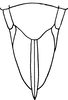 Ovipositor on Eupterella mexicana DeLong & Ruppel, 1950: Ovipositor. (Observation).