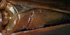 CollectionObject 1517372; a54f2edc-9111-400b-801b-d11788ecc413: male, stridulatory area (syntype). (CollectionObject).;CollectionObject 1517373; e6372d18-aaf7-4b62-acfa-cd7cb831531e: male, stridulatory area (syntype). (CollectionObject).
