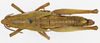 CollectionObject 1568953; 0eeee042-cd8c-4b75-9192-7c3e8f58a7f9: female, dorsal view (allotype of Cawendia hebardi). (CollectionObject).