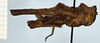 CollectionObject 1585241; ad993950-03e7-4e9c-9230-bf93572c3cb6: female, paratype (lateral view). (CollectionObject).