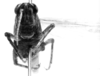 Conometopus ochraceus Blanchard, 1851: Image Carbonell, C.S. male(?), frontal view. (Otu).