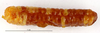CollectionObject 1587297; MNHN(SF IMPORT DUPLICATE) MNHN-EP-EP1255, 7e8031de-c79e-4ec9-9acb-ca8e6e5df27a: CC BY-NC-ND 4.0/MNHN - Depraetere Marion - 2014. Non type, sex unknown. Specimen number: MNHN-EP-EP1255. http://coldb.mnhn.fr/catalognumber/mnhn/ep/ep1255. (CollectionObject).