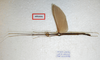 CollectionObject 1580864; 27a25e0c-8310-4a7c-99e9-1973768eef57: copyright FRCS, Sabah. male (holotype). (CollectionObject).