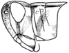 Rhammatocerus viatorius viatorius (Saussure, 1861): Fig. 42B. male, head and pronotum, lateraö view. (Otu).