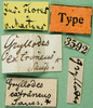CollectionObject 1500761; d26817d4-b6f3-44ec-b809-e0af21d7954c: labels (holotyoe). (CollectionObject).