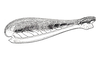 Dichroplus exilis Giglio-Tos, 1894: Fig. 36A. hind femur, external face. (Otu).