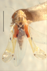 Habitus, dorsal view: !! display not done !! on Erythroneura octonotata Walsh, 1862: Habitus (holotype of E. compta rufomaculata McAtee, INHS collection). (Observation).