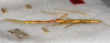 CollectionObject 1558999; 02de1d93-33bd-45d2-abd0-1240ed2f5f95: copyright USNM, Washington. female, lateral view (holotype). (CollectionObject).