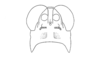Micropaon lucens Descamps & Rowell, 1984: Fig. 10D. male face. (Otu).