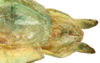 CollectionObject 1589804; a39a13ab-2831-4d71-9684-e78fac396e7f: copyright NHMUK, London. male: end of abdomen, ventral view (holotype). (CollectionObject).