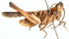 Malcolmburria angolensis Uvarov, 1953: male, lateral view. (Otu).