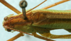 CollectionObject 1517503; d6d11d4c-4cb1-4895-aa74-2c9a4d66118f: male, dorsal view (holotype). (CollectionObject).