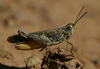 Anaeolopus dorsalis (Thunberg, 1815): 2011. male (Kogelberg Biosphere Reserve). (Otu).