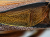 CollectionObject 1593124; 22755969-cfef-4a9f-814a-69618a9d7863: male stridulatory area. (CollectionObject).