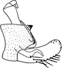 Pygofer, lateral view on Arbelana ulmi (Anufriev, 1969): Pygofer, lateral view. (Observation).